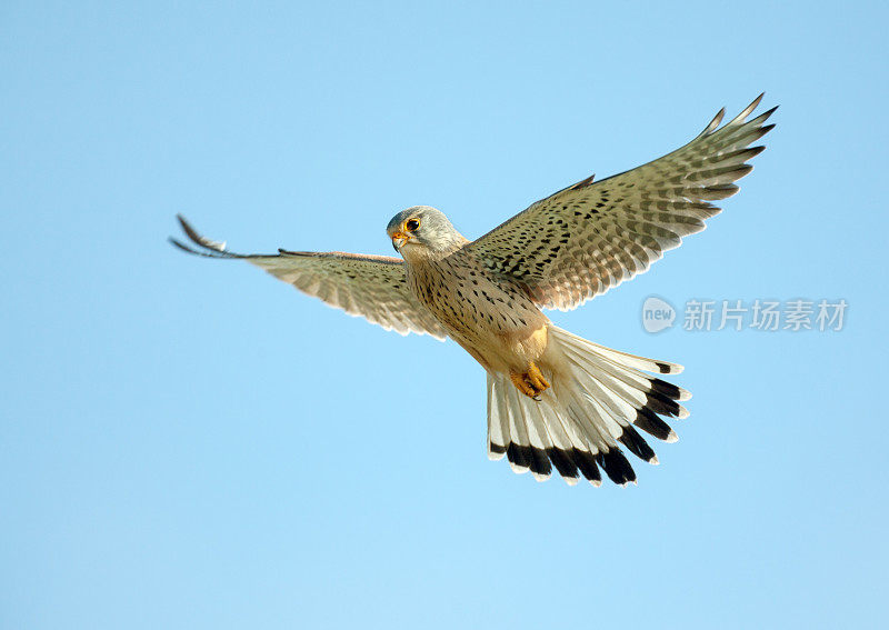 普通Kestrel (Falco tinnunculus)